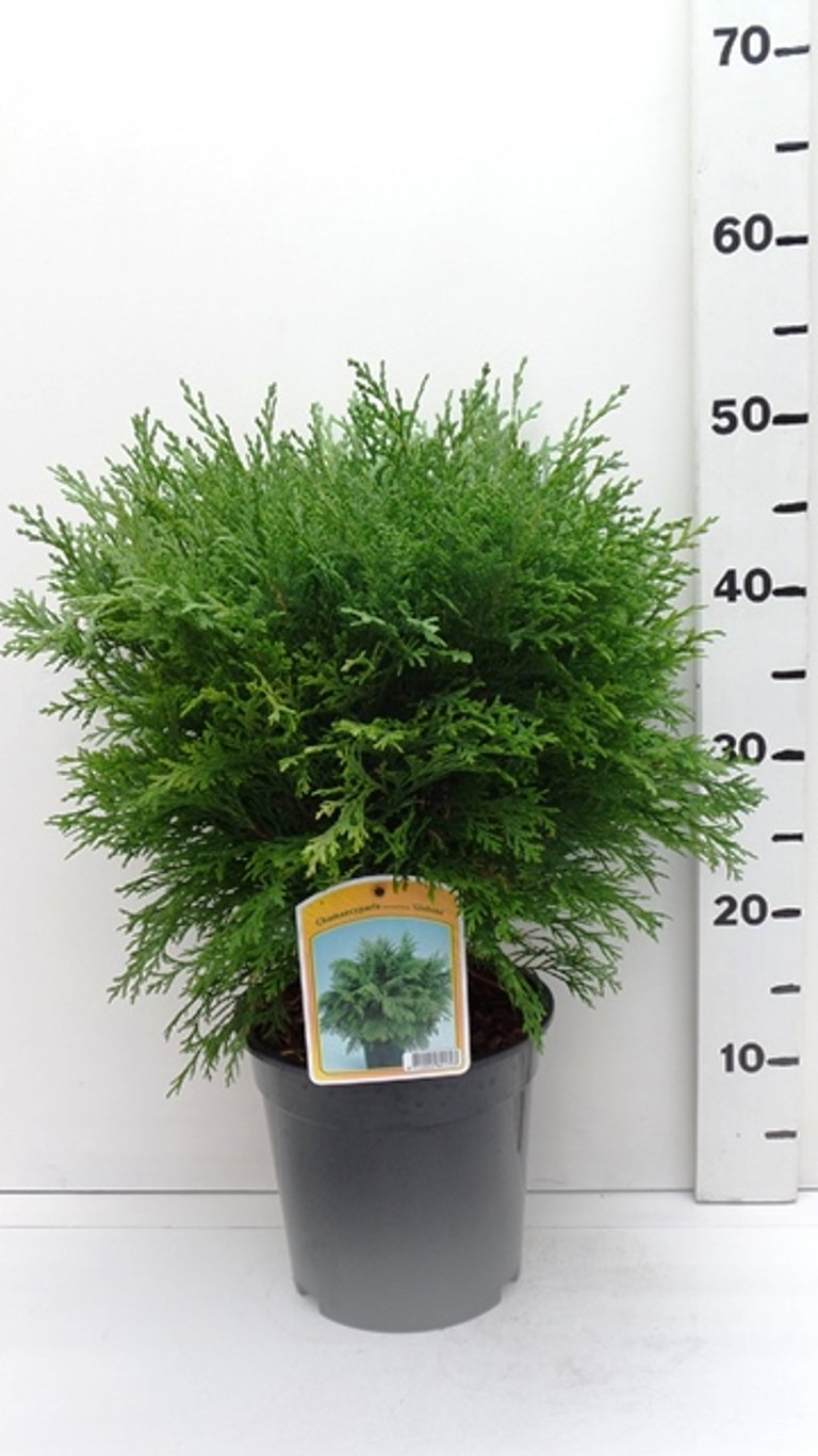 Chamaecyparis l. 'Globosa' - C3 30-40 CM